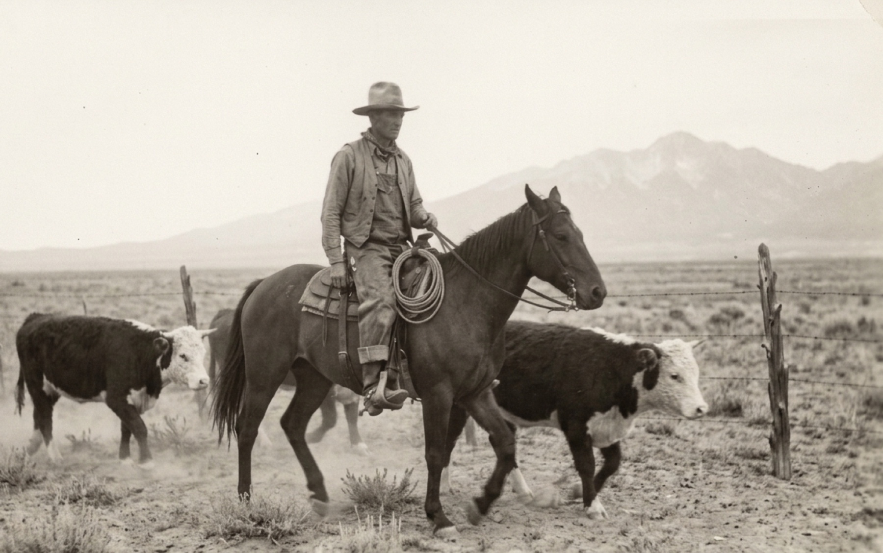 Alois Kappes on horseback with Hereford cattle in Alamosa County in the 1930s