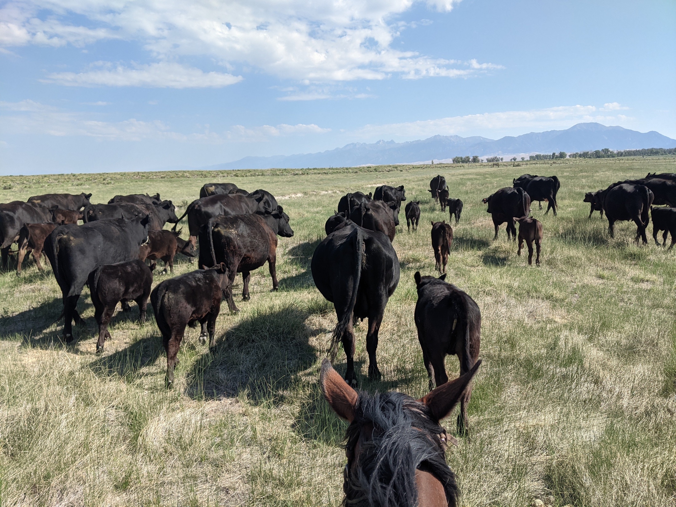 Black cattle and calves grazing with Colorado mountains beyond