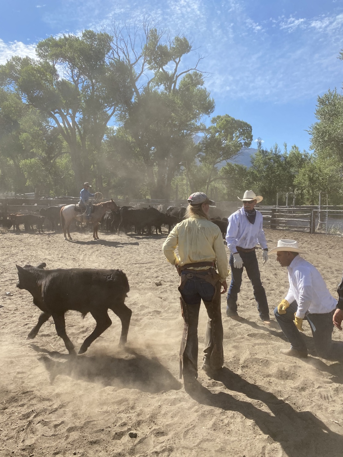 Rocking AK ranch hands working cattle in a dusty corral
