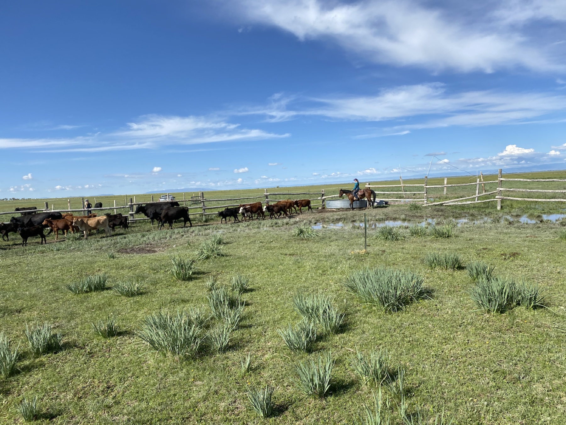 The Rocking AK herd crossing healthy summer pasture under a broad blue sky