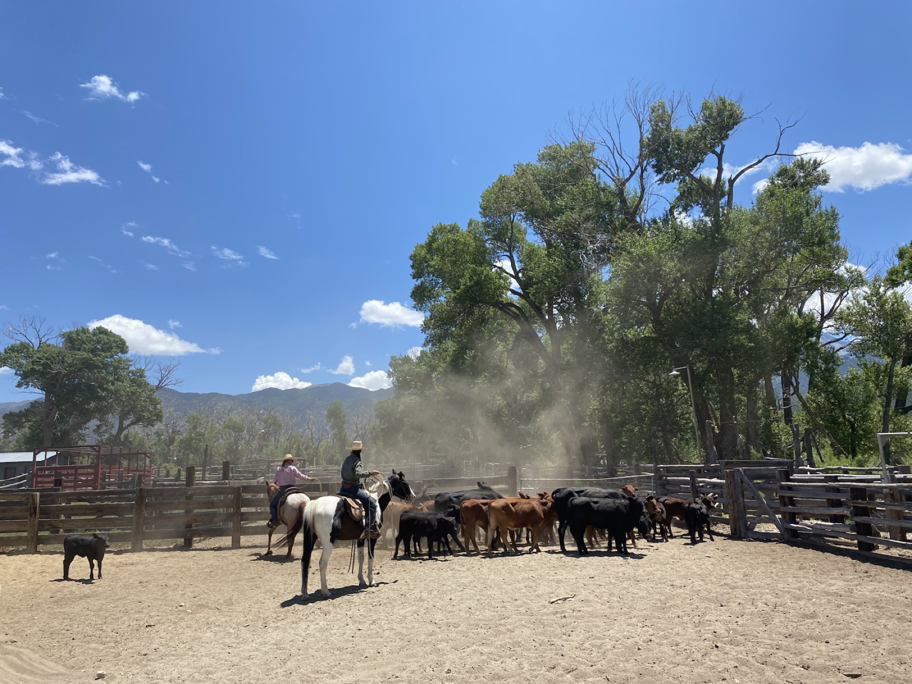 Two mounted ranch hands gathering cattle in the Rocking AK corrals