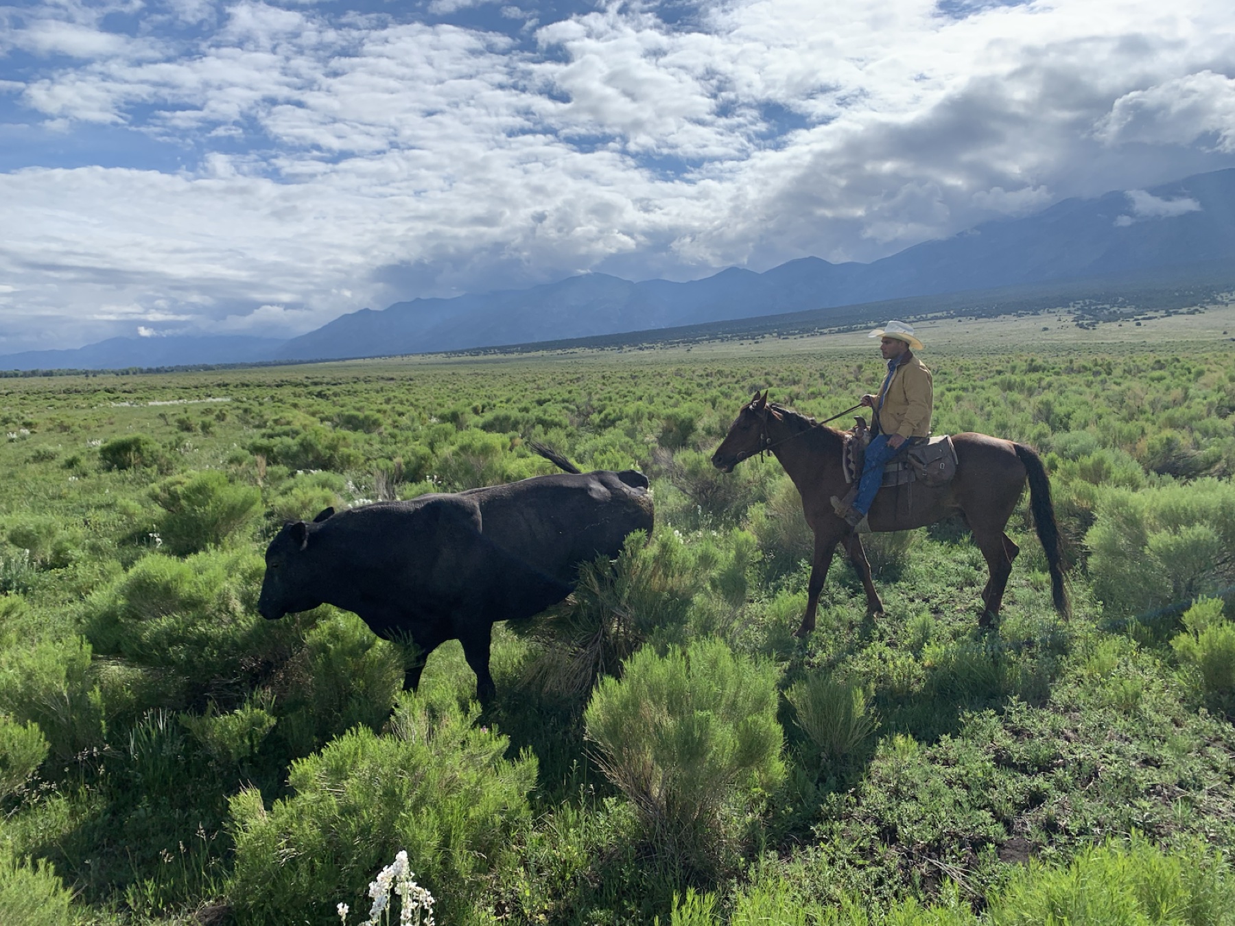 A Rocking AK rider moving black cattle through green high-country range